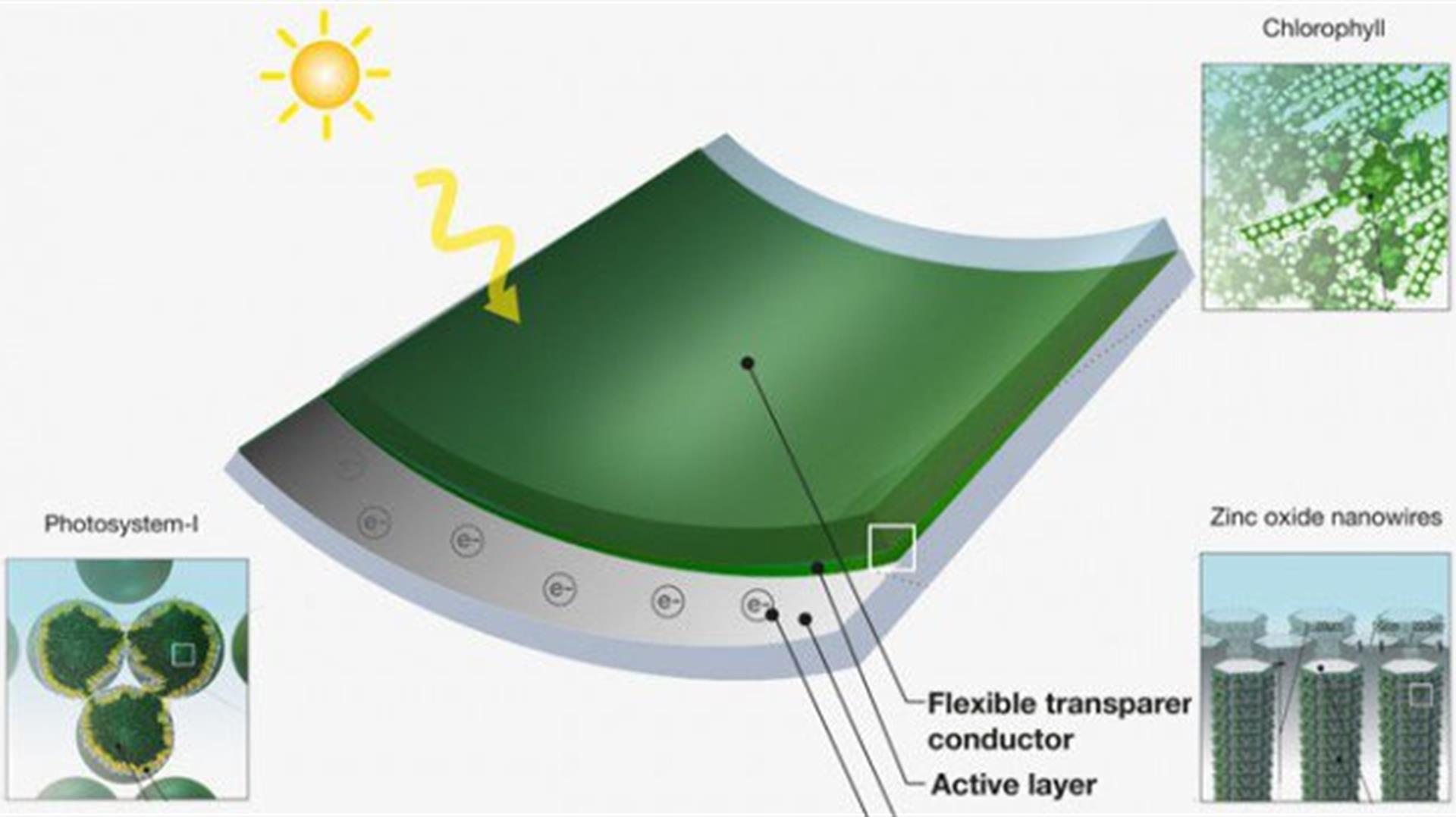 biophotovoltaic-grass-solar