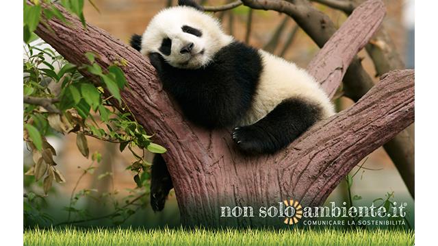 Il panda gigante è davvero al sicuro dall’estinzione?
