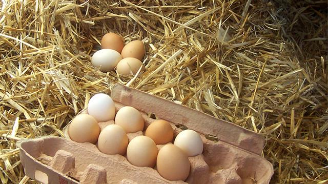 Identikit delle uova biologiche